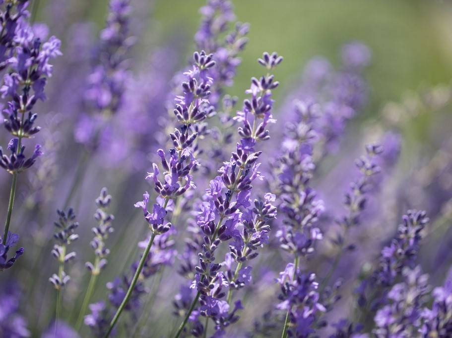 Alle Blumensamen / Lavendel