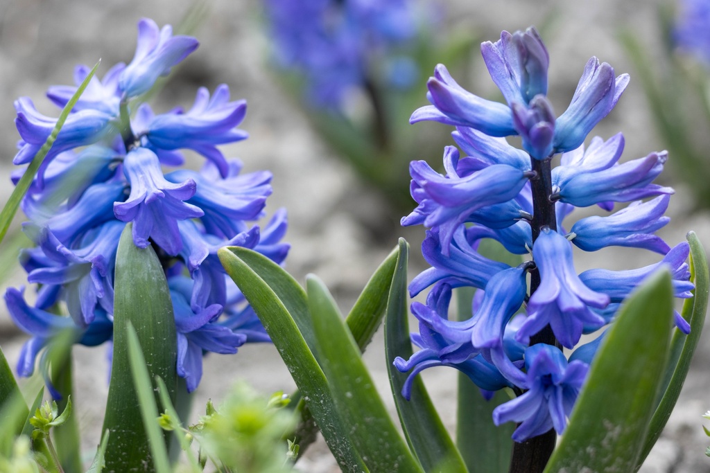 Flower bulbs / Hyacinths