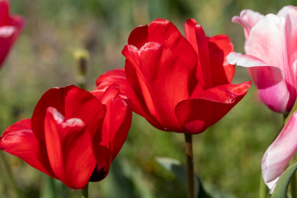 Blumenzwiebeln / Tulpen