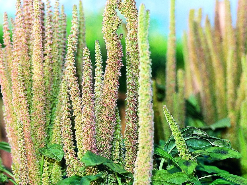 All vegetable seeds / Amaranth / Amaranth, Ornamental Amaranth