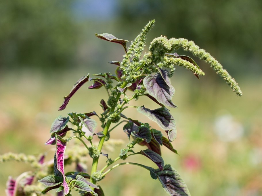 Tuti gli semi di ortaggi / Amaranthus / Amaranto in foglie