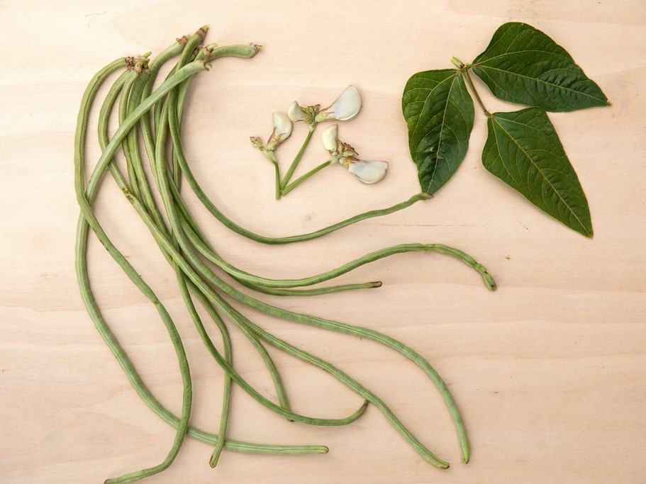 All vegetable seeds / Beans / Snake beans