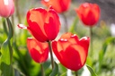 Tulipe, Mélange à croissance allongée