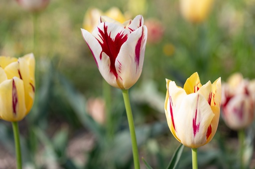 [C22574] Tulipe, Grande perfection