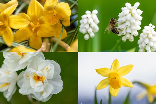 [BU-22567] Blumenzwiebel-Mischung Für Bienen, Königlicher Aperitif