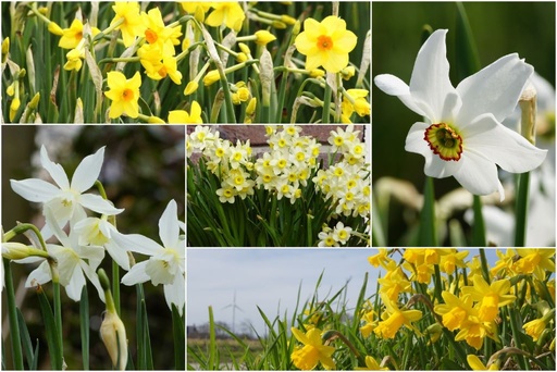 [C22572] Narcisse, Mélange blanc et jaune