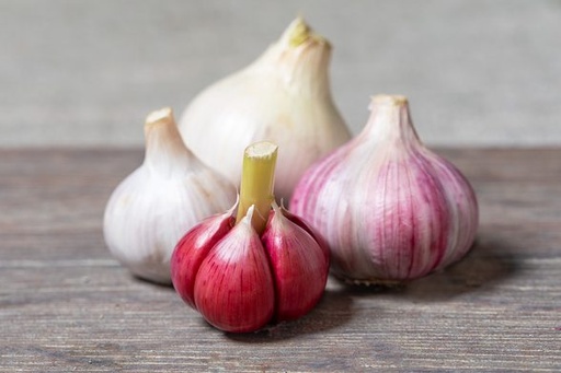 [BU-22558] Garlic, Morado