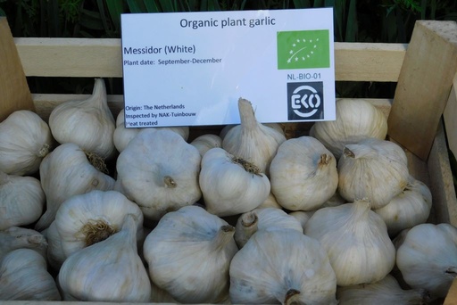 [BU-A9059] Garlic, Messidor