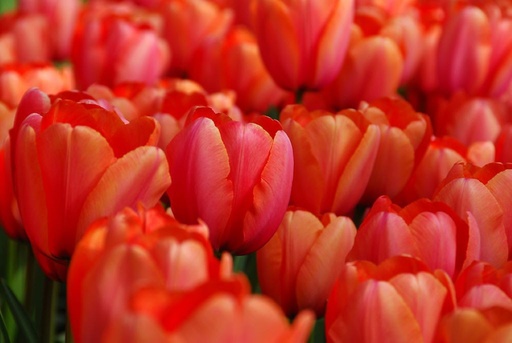 [C1121] Tulipe, Abricot