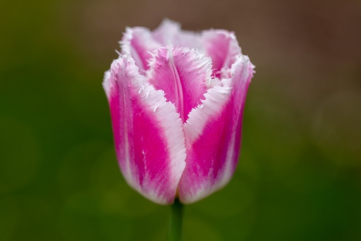 [BU-23841] Tulip, Royal