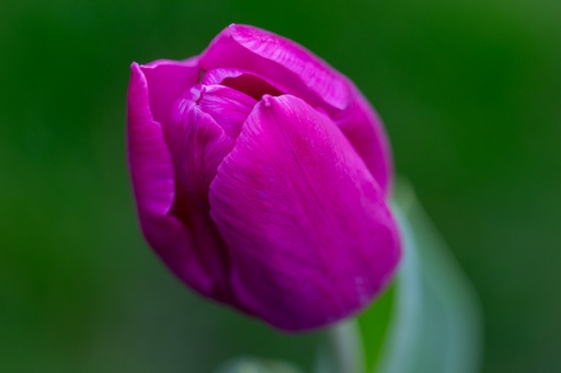 [BU-23846] Tulipe, Kiss
