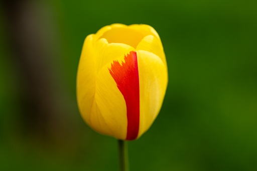 [BU-23851] Tulipe, Coucher De Soleil