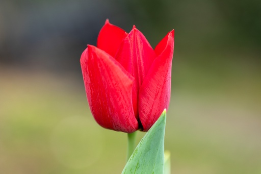 [BU-23852] Tulip, Red Crown