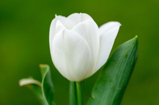 [BU-23855] Tulipe, Robe Blanche