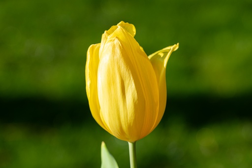 [BU-23856] Tulipe, Dorée