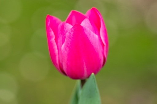 [BU-23857] Tulipe, Éclat Rose