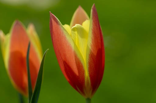 [BU-23860] Damen-Tulpe, Rot-Gelbe Flamme