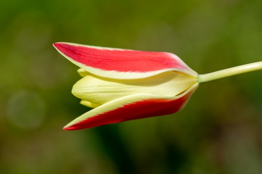 [BU-23861] Tulipano Clusiana, Fiamma Rosso-Verde