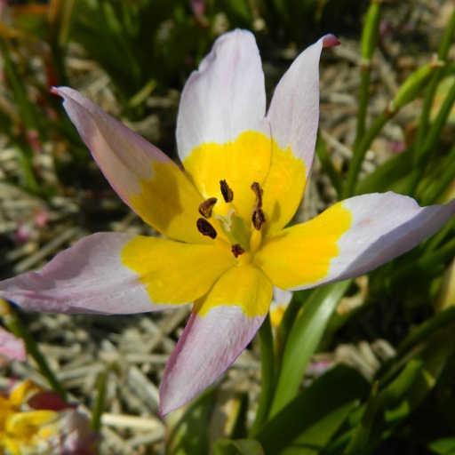 [BU-23864] Tulipano Saxatilis, Incanto Lilla
