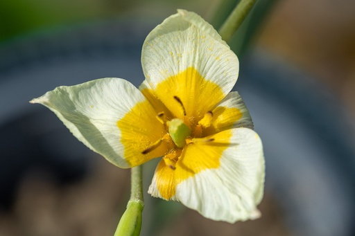 [BU-23867] Tulipe Du Turkestan, Soleil Levant