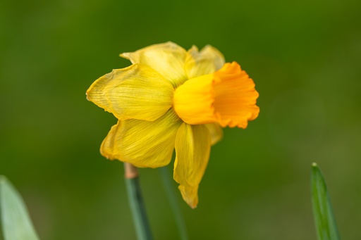 [BU-23870] Daffodil, Ballerina
