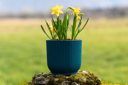 [BU-23871] Daffodil, Mini Yellow