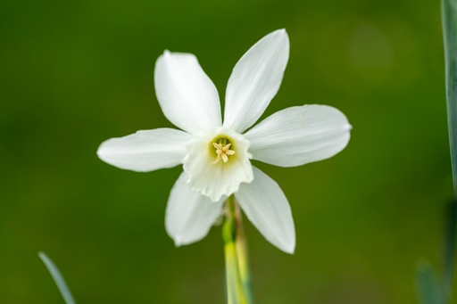 [BU-23872] Daffodil, White Star