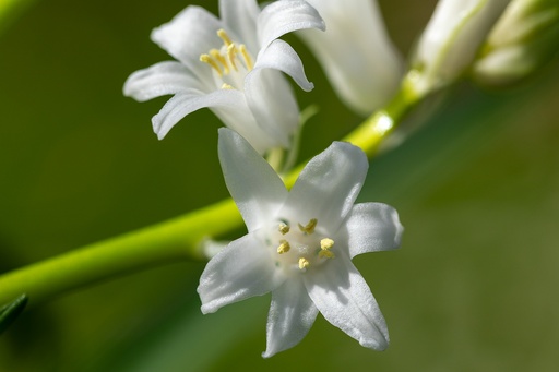 [BU-23881] Jacinthe D'Espagne, Pyrénées