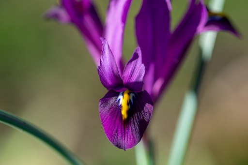 [BU-23884] Iris, Violette Royale