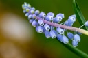 Armenian Grape Hyacinth, Bell